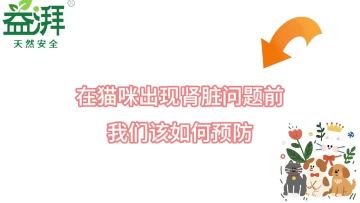 How to Prevent Kidney Disease in Cats