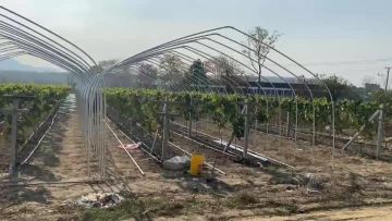 Film Multi span Greenhouse