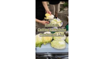 Cabbage Cutting & Washing Line