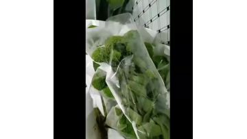 Fresh Cut Flowers Green Trachelium Caeruleum Wholesale Throatwort for Wedding Decoration