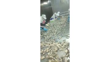 Impingement tunnel freezer for fresh Oyster