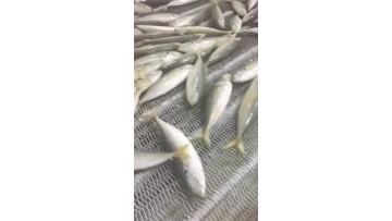 IQF fish output