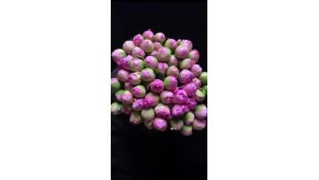 Dinner Plate Peony