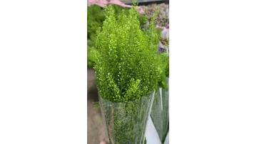 Premium Green Forest Grass use for wedding decoration