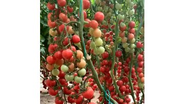 Hydroponic Greenhouse Supplies Agricultural Greenhouses Tomato Greenhouse1