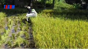 4LZ-1.2A Wheat mini combine harvester music