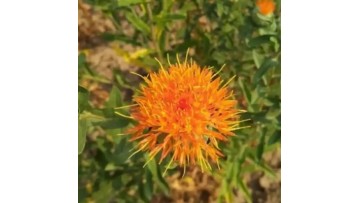 Safflower seed powder