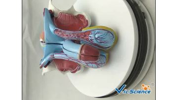 Organ Model
