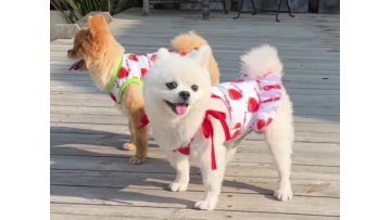 puppy clothes~