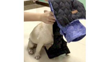 quality pet clothing
