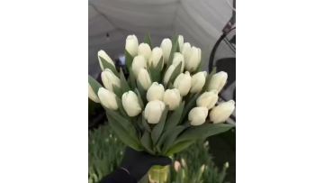 Fresh cut White Tulip