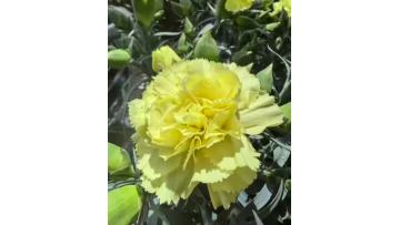 Single-headed Carnation with Yellow