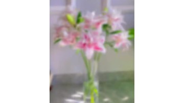 Magic Fairy Double Lily