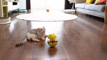 training toys for cat Money Cat