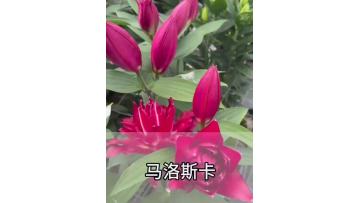 Manosca Double Lily