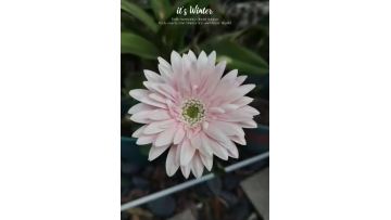 Gerbera Warsaw