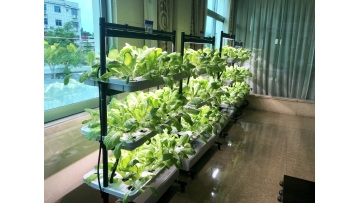hydroponic