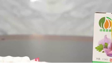 hight quality white black fresh and dried garlic