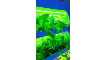 Household vegetable growing