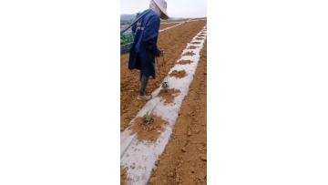 Seedling Planter