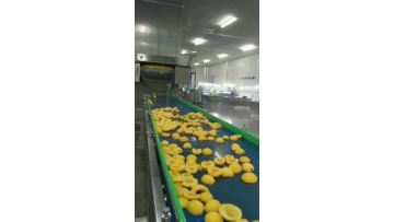 IQF yellow peach processing