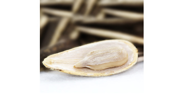 Sunflower seeds procesing