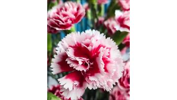 Spray carnation Scarlett