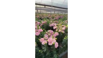 High-quality wholesale lisianthus directly from the base