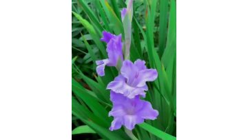 Fresh Taro Purple Gladiolus Supply for Wedding & Event Decoration