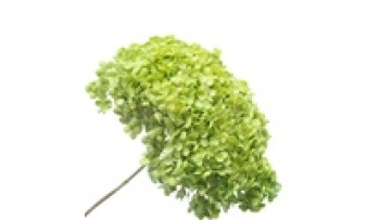 2020 Bestselling Preserved Dried Immortal Flower Hydrangea1