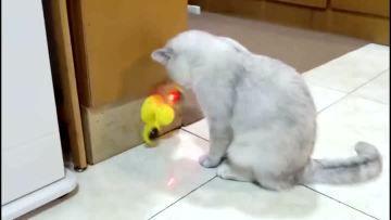 pet toys for cat Rotate the windmill