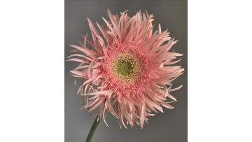 Spider Gerbera Amber