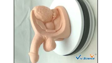 Organs model