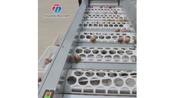 TS-FS670 fruit sorting machine