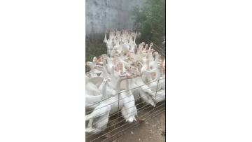 our gooses