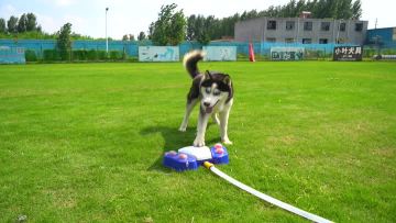 automatic water dispenser for dog