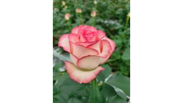 Aisha Rose farm