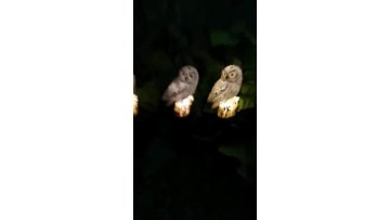 Hot Sell Owl Solar LED Outdoor Stake Light  For Garden Pathway Park Lawn Landscape Security Landscape1