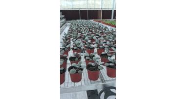 Soliless Cultivation Glass greenhouse