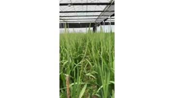 Fresh Cut Royal Rose Gladiolus Flowers  Premium Pink Gladiolus Wedding & Event Decoration
