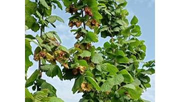 Delicious Wild Natural Flavor Hazelnut