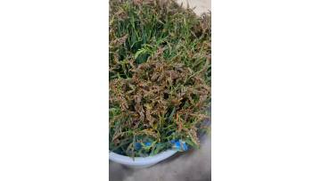 Renanthera coccinea (Flame Orchid) Live Plants for Sale – High-Quality Tropical Orchid Bulbs Wholesale