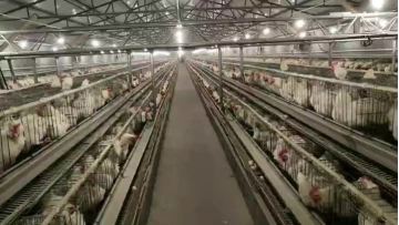 Broiler cage system