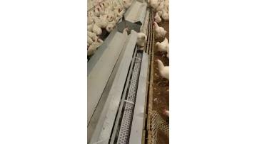 Egg collection and transportation belt