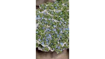 Wholesale Fresh Blue Star Flower Grade A Sky Blue Flowers Direct from  Farm