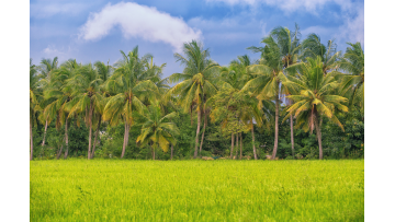 The coconut forest industry in Indonesia