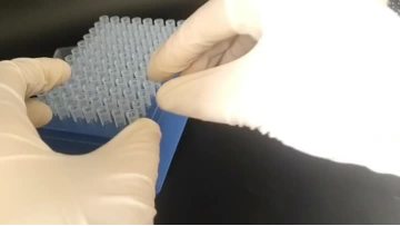 Hamilton 250ul pipette tips