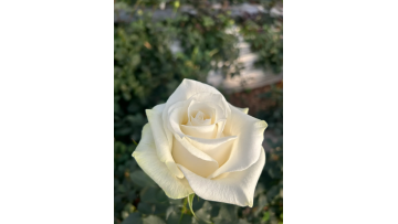 Proud white rose