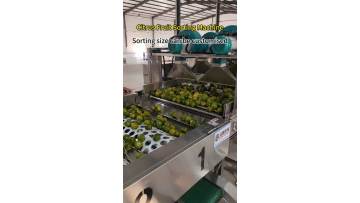 Citrus Fruit Sorting Machine