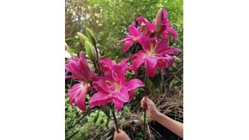 Purple Lotus Double Lily